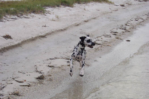 Baden auf der Insel Sanibel