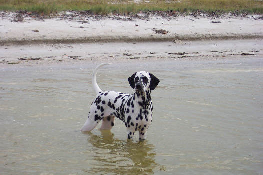 Baden auf der Insel Sanibel