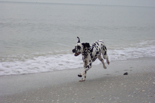 Baden auf der Insel Sanibel