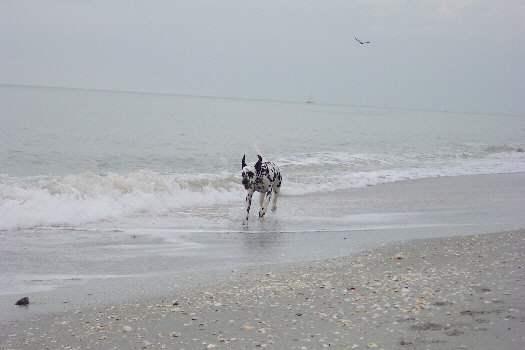 Baden auf der Insel Sanibel