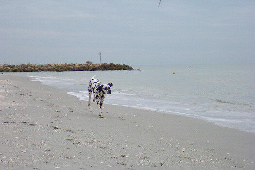 Baden auf der Insel Sanibel