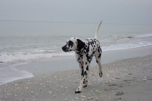 Baden auf der Insel Sanibel