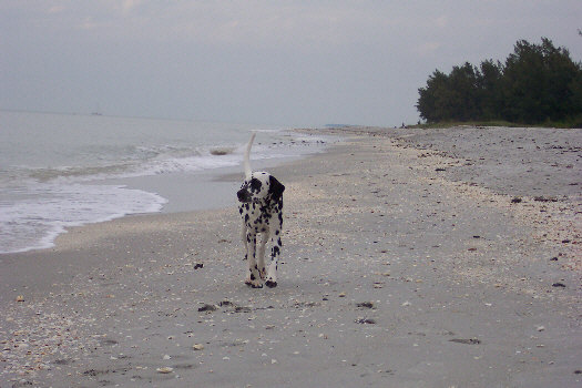 Baden auf der Insel Sanibel