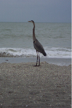 Baden auf der Insel Sanibel