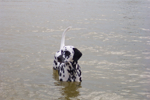 Baden auf der Insel Sanibel