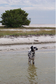 Baden auf der Insel Sanibel