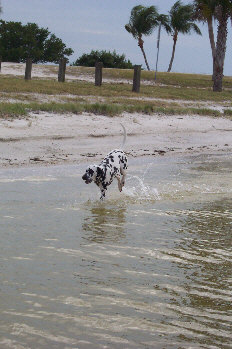 Baden auf der Insel Sanibel