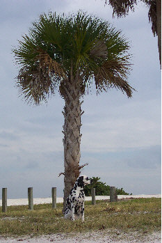 Baden auf der Insel Sanibel