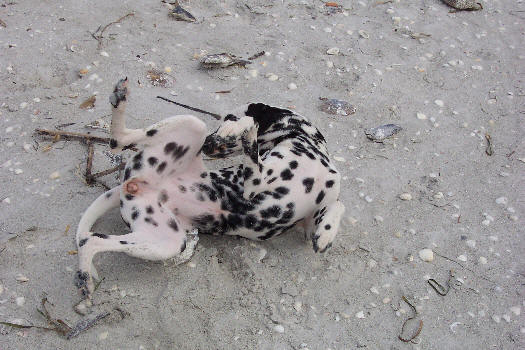 Baden auf der Insel Sanibel