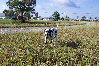 Morgenspaziergang in Cape Coral