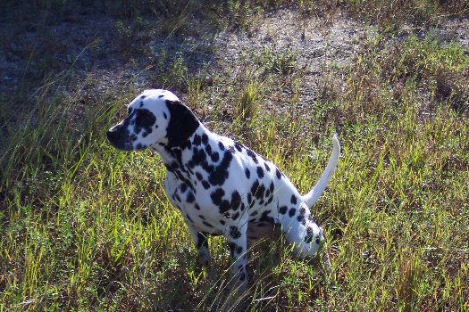 Morgenspaziergang in Cape Coral