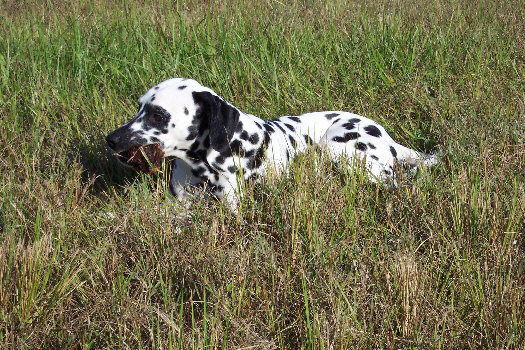 Morgenspaziergang in Cape Coral