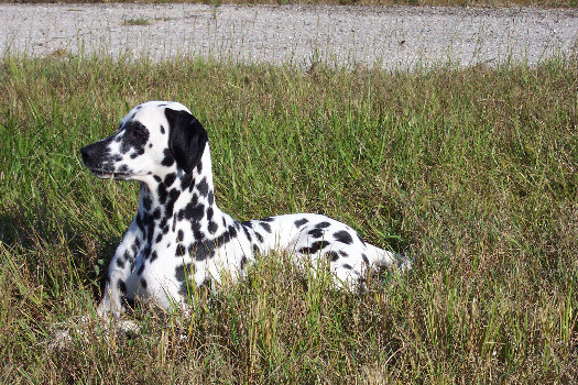 Morgenspaziergang in Cape Coral