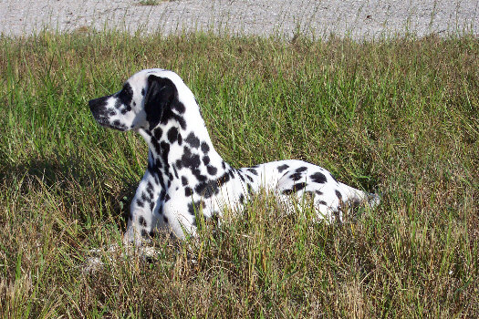 Morgenspaziergang in Cape Coral