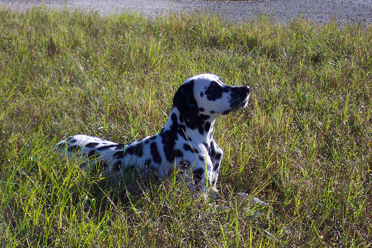 Morgenspaziergang in Cape Coral