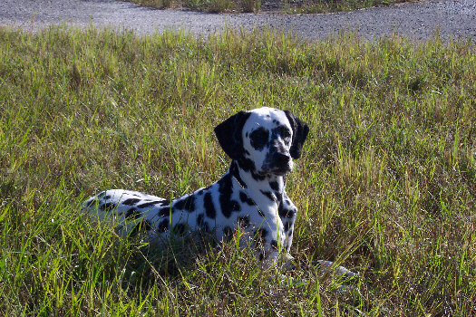 Morgenspaziergang in Cape Coral