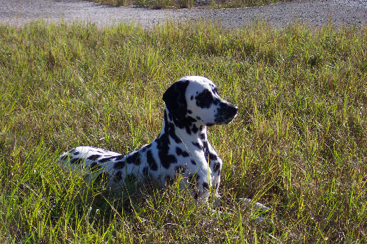 Morgenspaziergang in Cape Coral