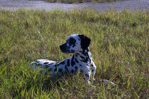 Morgenspaziergang in Cape Coral