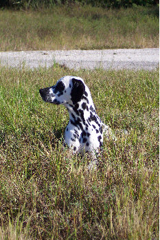 Morgenspaziergang in Cape Coral