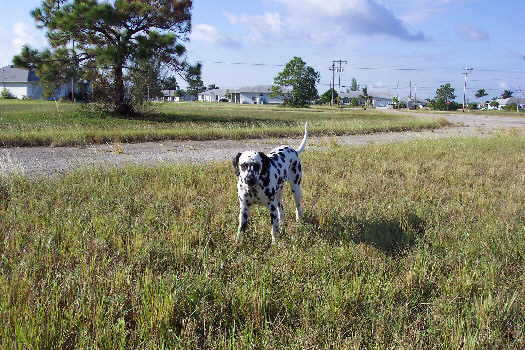 Morgenspaziergang in Cape Coral