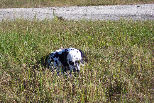 Morgenspaziergang in Cape Coral