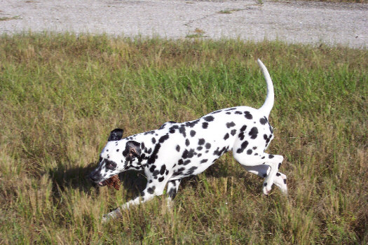 Morgenspaziergang in Cape Coral