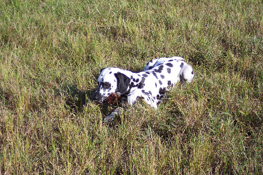 Morgenspaziergang in Cape Coral